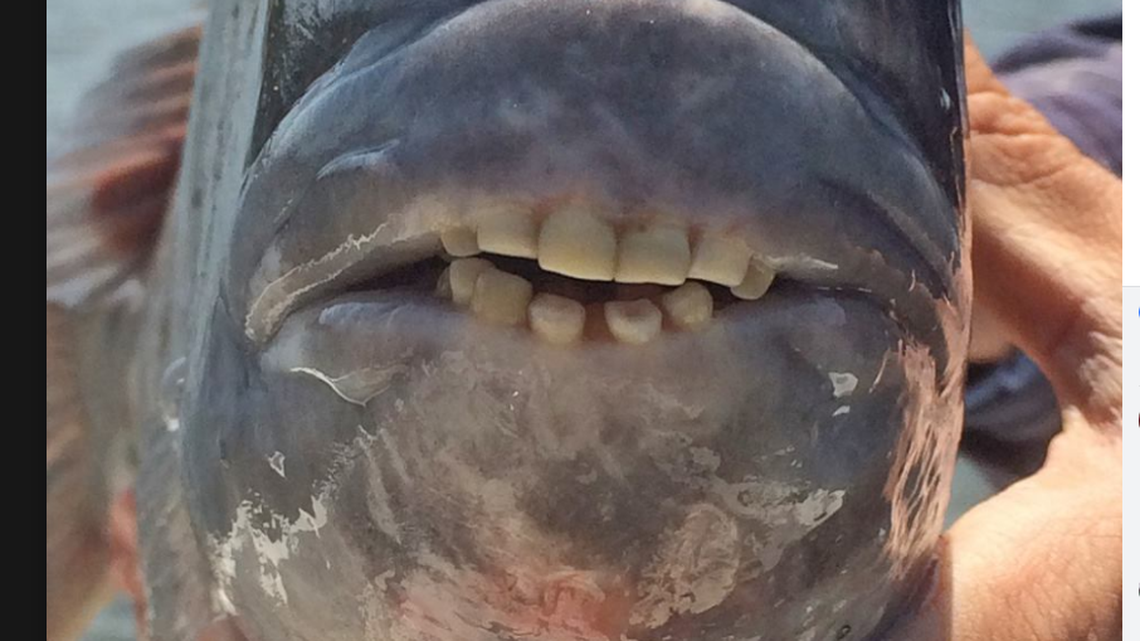 This creepy fish has teeth like a human, and reportedly one heck of a bite.