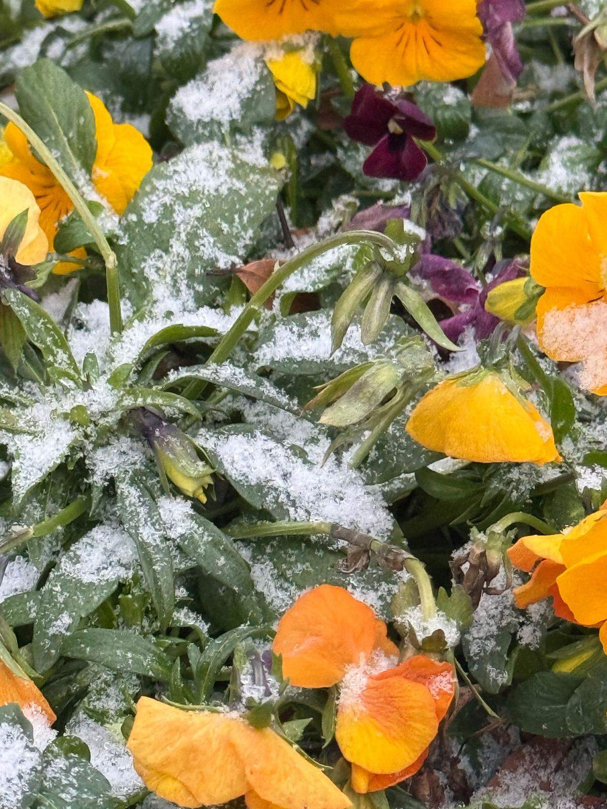 Snow covers flowers and plants Friday afternoon as snow, freezing rain bring icy roads to Charlotte.