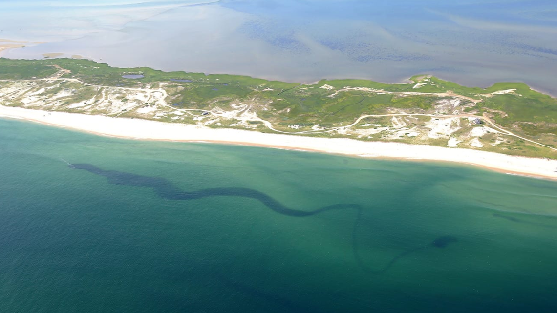 This is the photo Wayne Davis took Aug. 4 off Cape Cod. Is it a sea serpent or a school of fish?