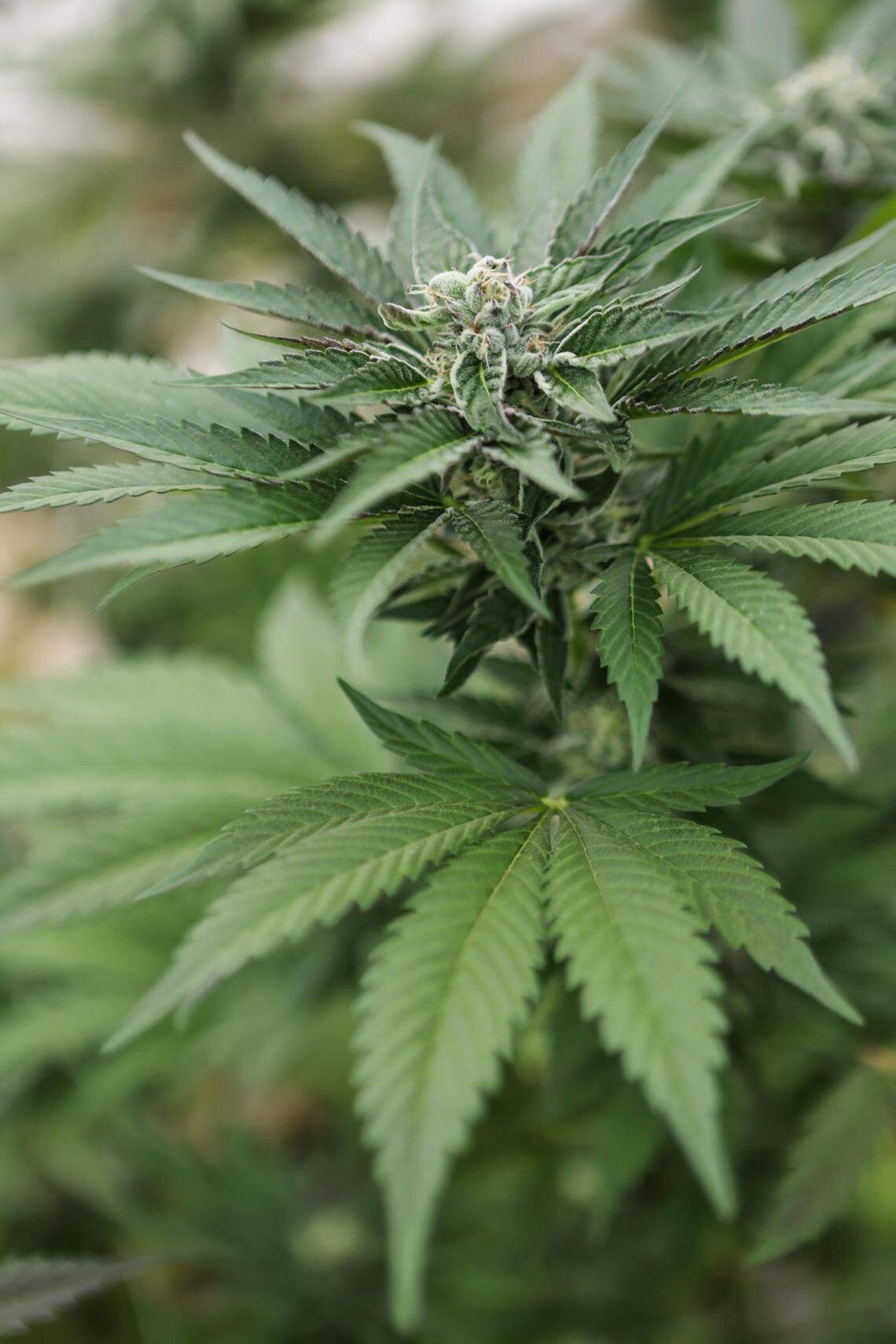 If you’re gifted weed for Christmas in another state, can you bring it across state lines back home?