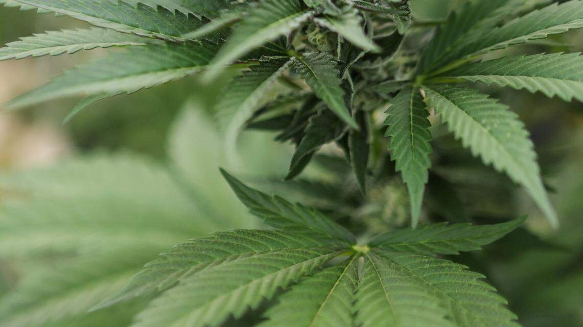 If you’re gifted weed for Christmas in another state, can you bring it across state lines back home?