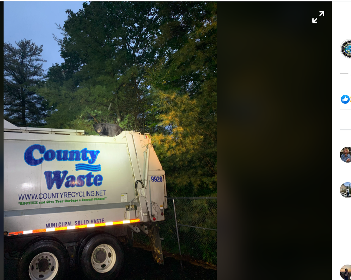 Workers and police helped the bear escape by backing the truck up near some trees. The bear was able to climb a tree and flee to freedom.