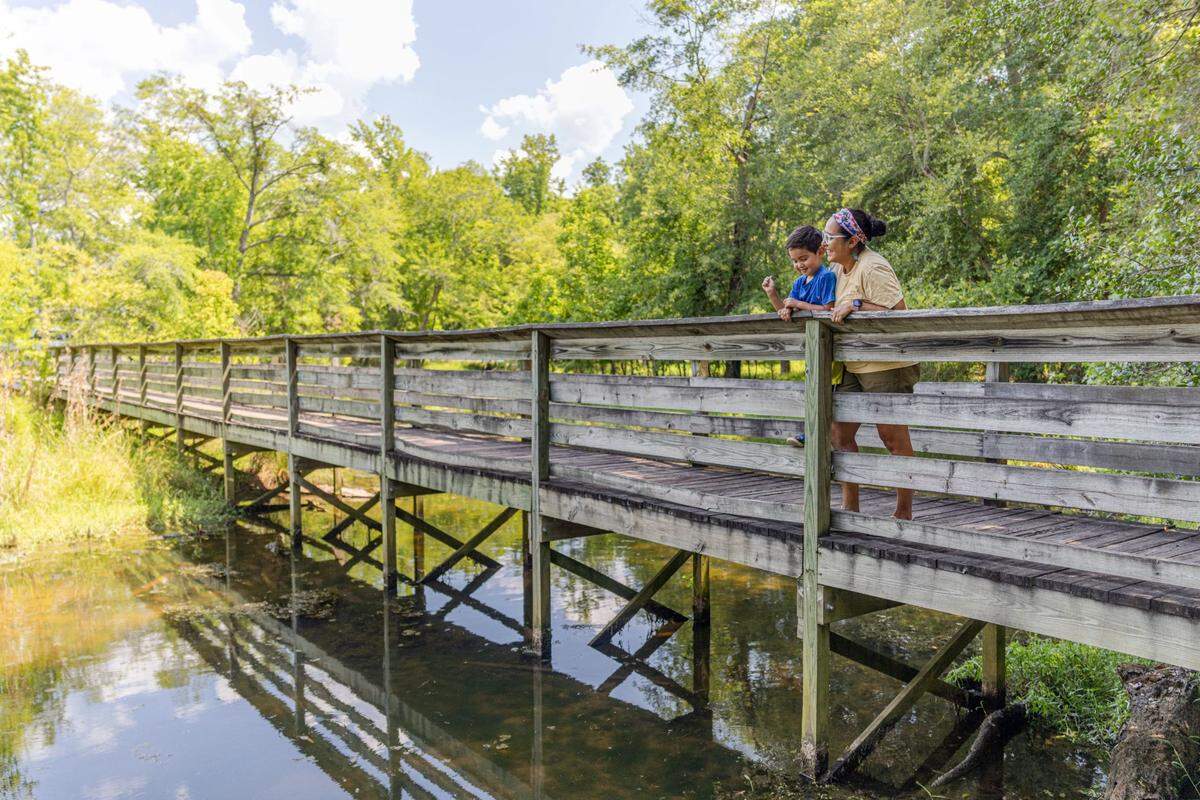 Park visitors lean on the railing of a wooden boardwalk, looking into the calm water below, surrounded by the lush greenery of the forest on a bright day.