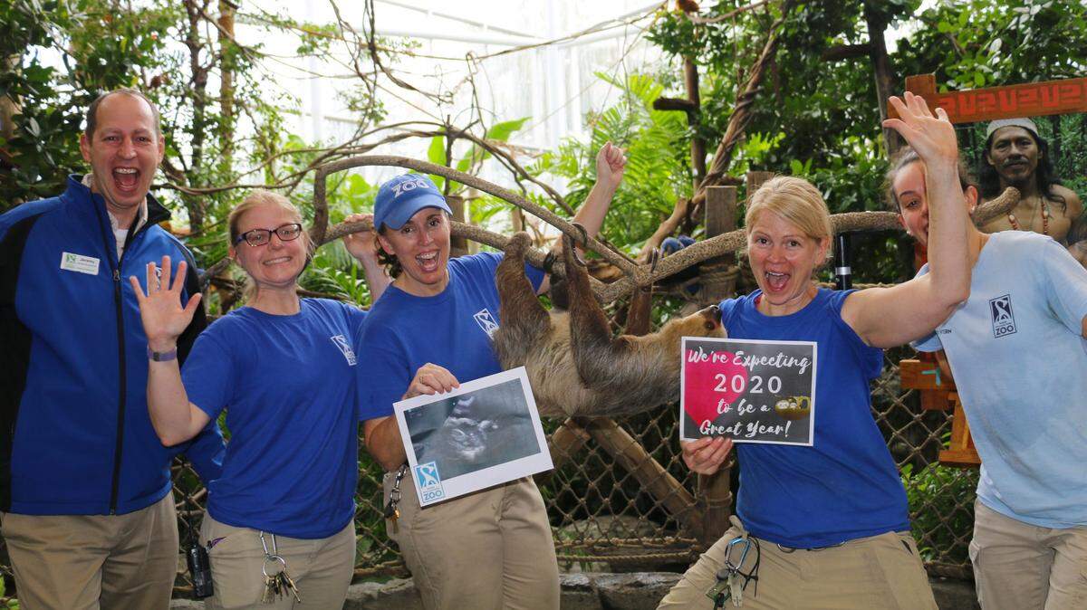 The zoo is expecting a fully-furred, eyes open, tree climbing baby sloth in May or June.