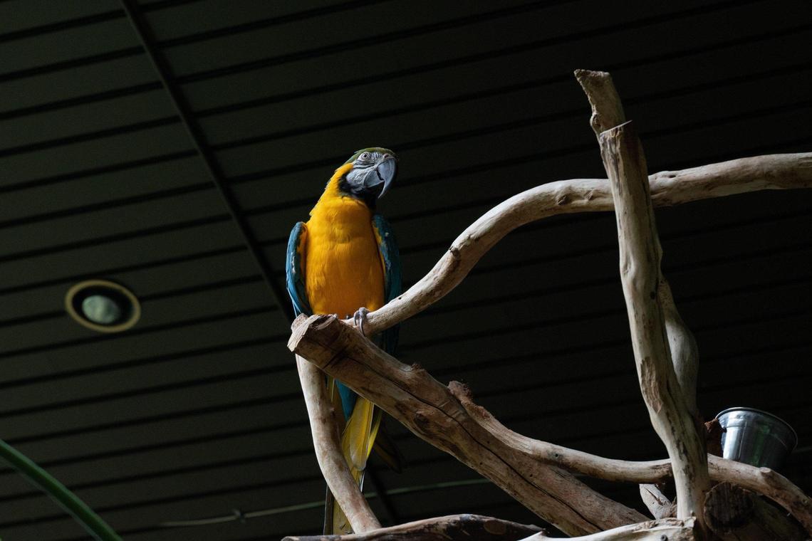 When COVID-19 forced Discovery Place to shut down March 14, BJ’s world went into a tailspin. She thrived on attention, on admiration, on the stimulation of visitors. When it was abruptly shut off, it was not only disorienting for BJ, it was dangerous.