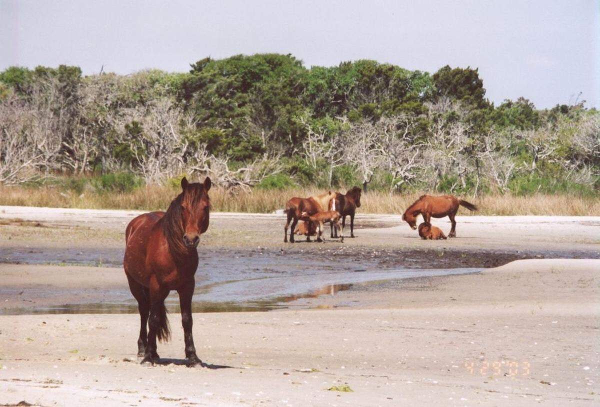 There are about 100 wild horses on the Shackleford Banks, the National Park Service says. Seven foals were born in 2025. One died and two were later removed due to concerns for their survival, officials said.