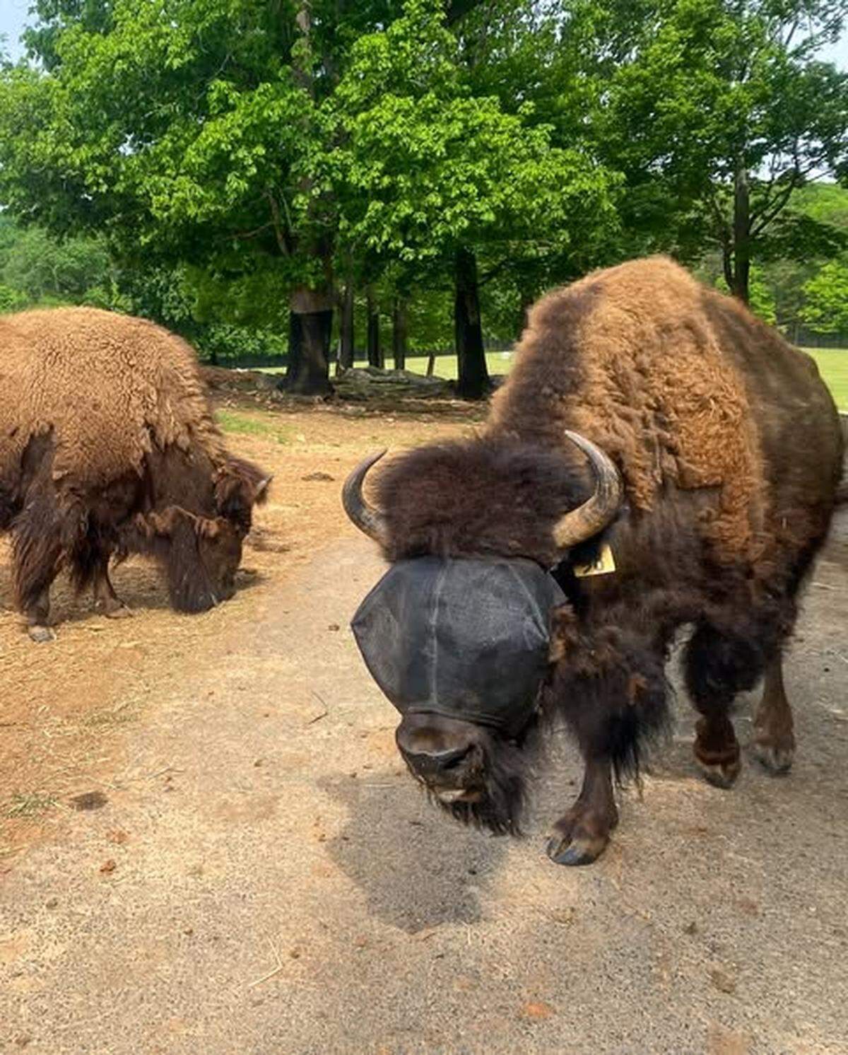 In one of several photos released by the North Carolina Zoo on Friday, May 24, 2025, the rest of the herd appears ambivalent to Annie’s growing celebrity, and to her mask.