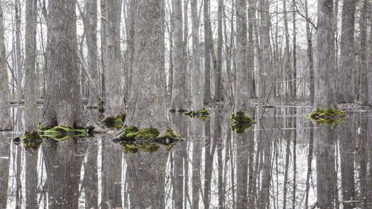 Whitehall Nature Preserve is a 45-acre upland depressional swamp hidden behind fences in southwest Charlotte. Rock beneath the soil catches rainwater in the fall and winter, causing pools to form for short periods, creating a swamp that vanishes in the summer.