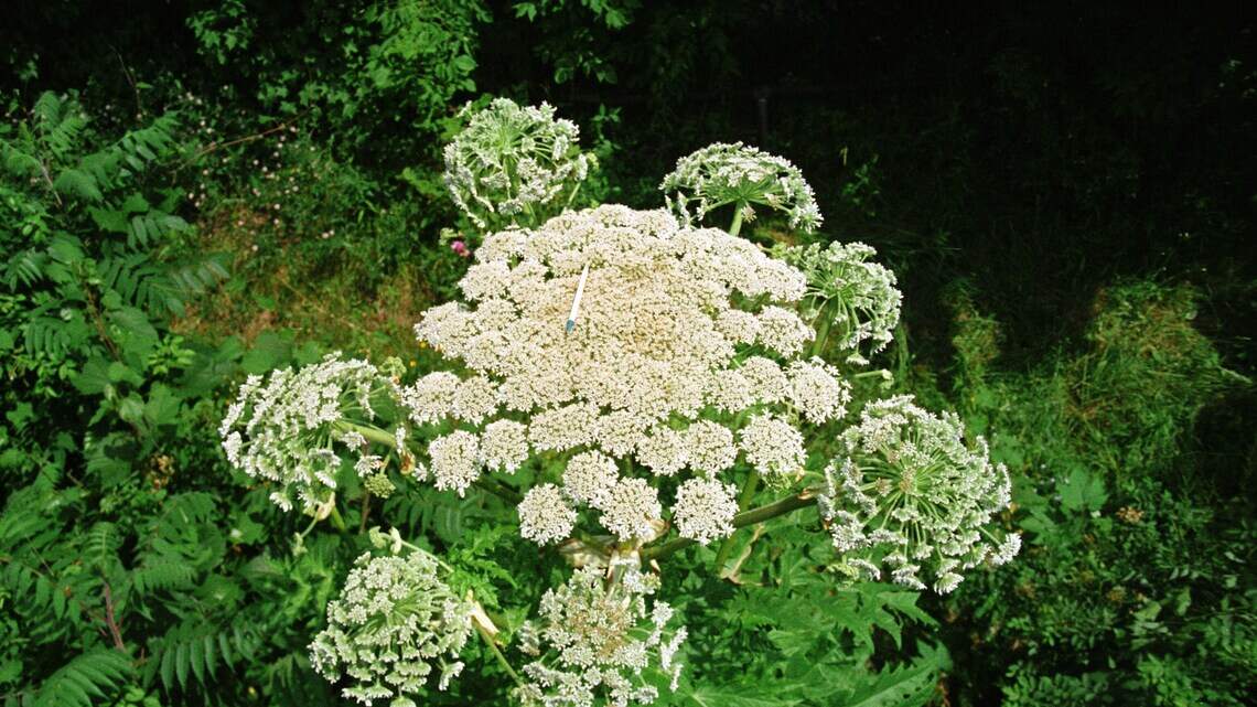 Invasive plant found in Virginia: It 'makes poison ivy look like a walk in the park'
