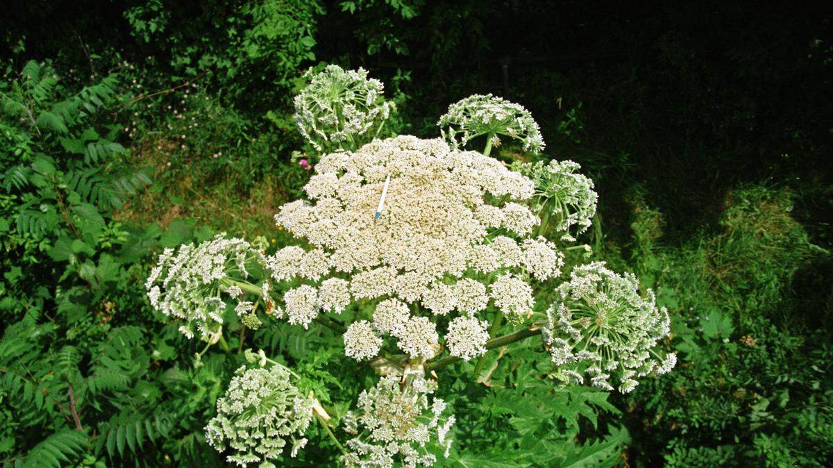 Pretty but dangerous. The sap of the giant hogweed, an invasive species, can cause severe blistering, experts say.