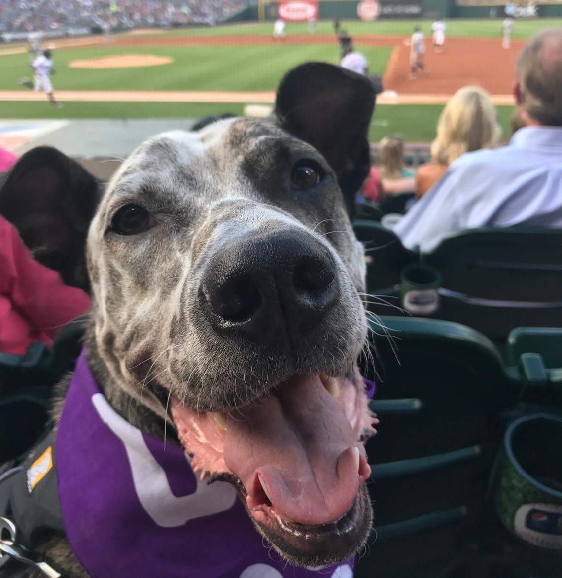 Bring your best friend for the Charlotte Knights Bark in the Ballpark nights.