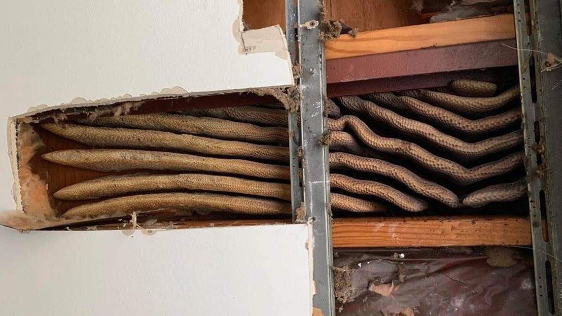 Complaints of bees flying out of an apartment’s duct work led to a frightening discovery Monday in Virginia: An 8-foot-long hive was in the living room ceiling, including 100 pounds of raw honey
