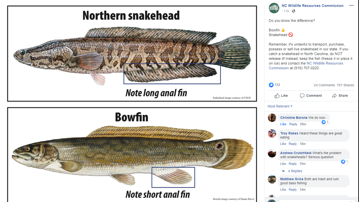 Snakeheads closely resemble bowfin, which is why N.C. officials posted photos of the two side by side for comparison.