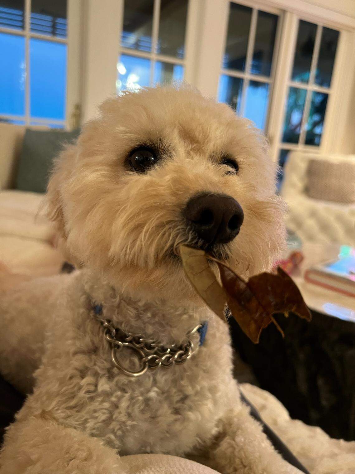 Hobie has a few favorite foods, including the occassional leaf.