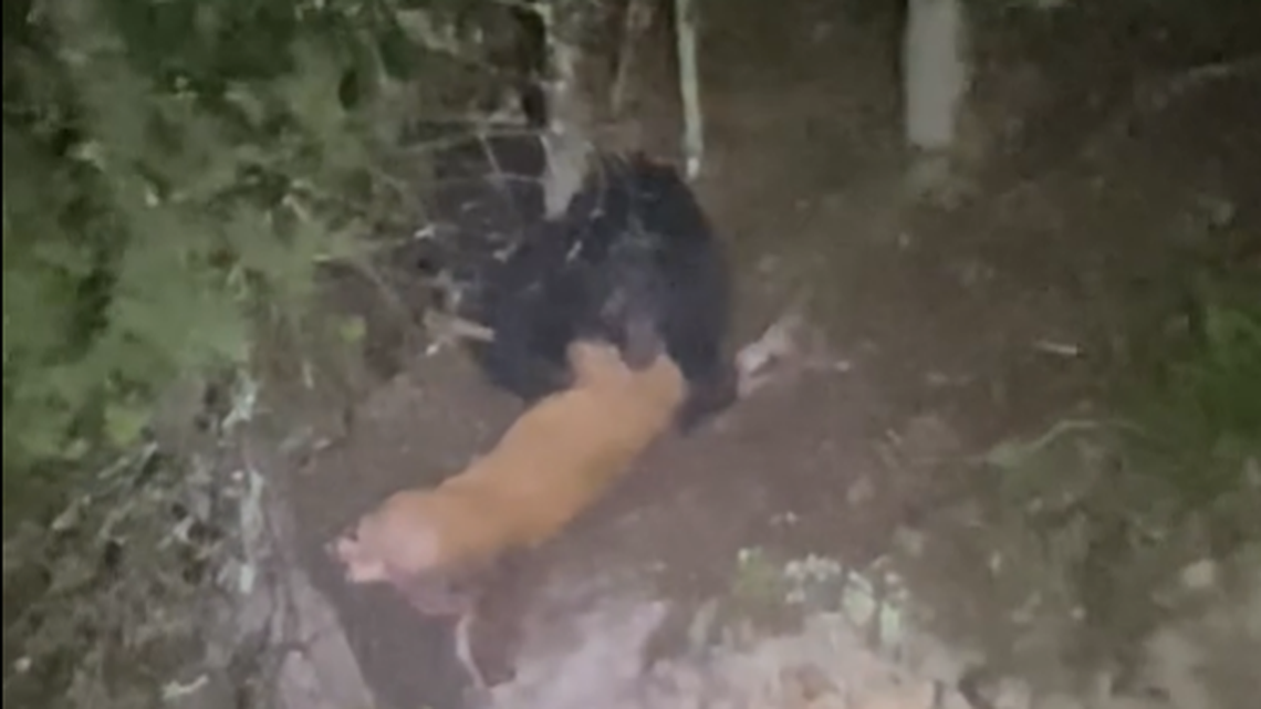 Two anglers out on a Tennessee lake in the dark heard a ruckus on shore and discovered it was a bear killing an adult deer.