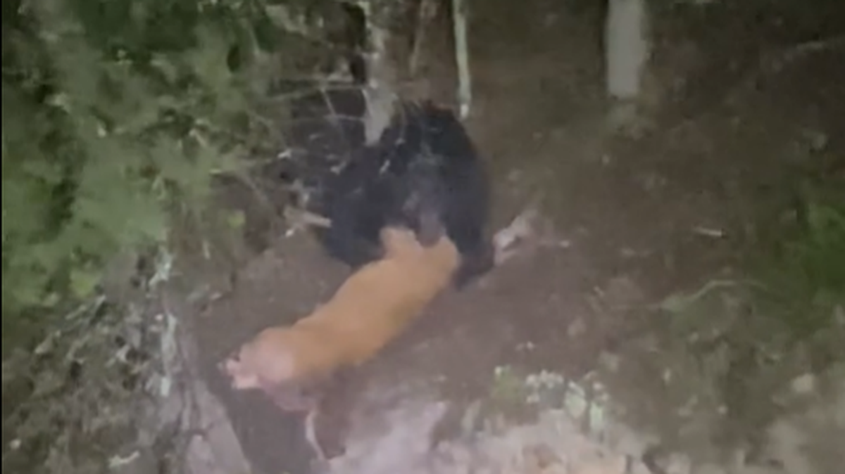 Two anglers out on a Tennessee lake in the dark heard a ruckus on shore and discovered it was a bear killing an adult deer.