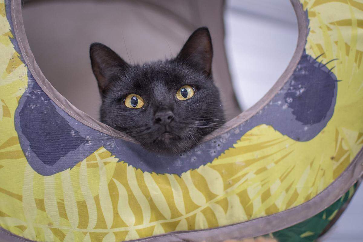 If you’re not ready to adopt an animal, you can foster cats or dogs before they find their forever home.
