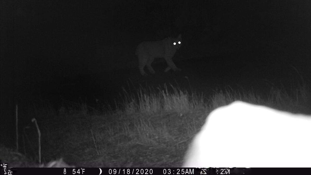 Eyes without a face? This image was taken on a trail camera in northern California. What was it?