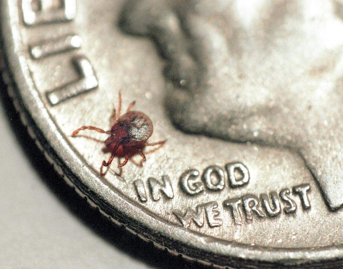 Ticks are capable of spreading diseases to livestock, pets and humans.