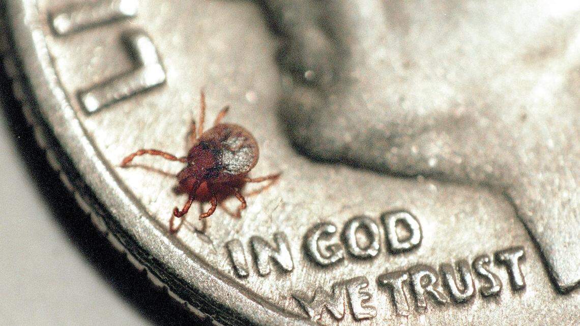 Ticks are capable of spreading diseases to livestock, pets and humans.