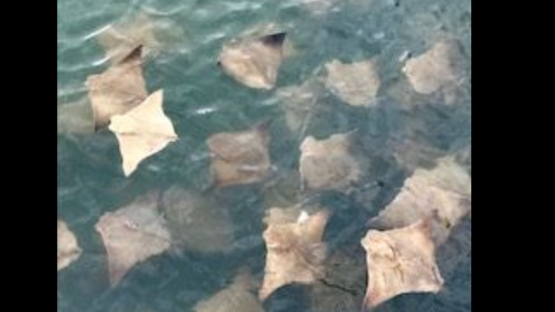 Cownose rays were seen swarming off Cape Lookout National Seashore on the Outer Banks on Saturday.