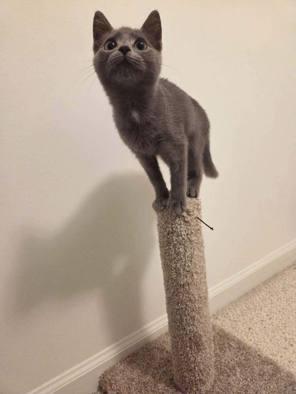 Gray kitten perched precariously on top of a carpeted scratching post, looking up.