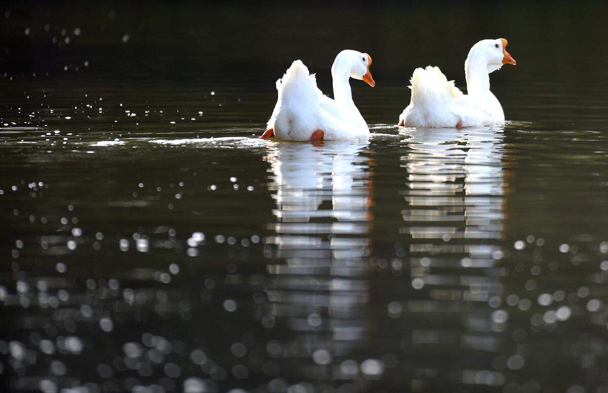 According to experts, white Chinese geese “are super protective of ducks and will chase the Canadian ones away.”