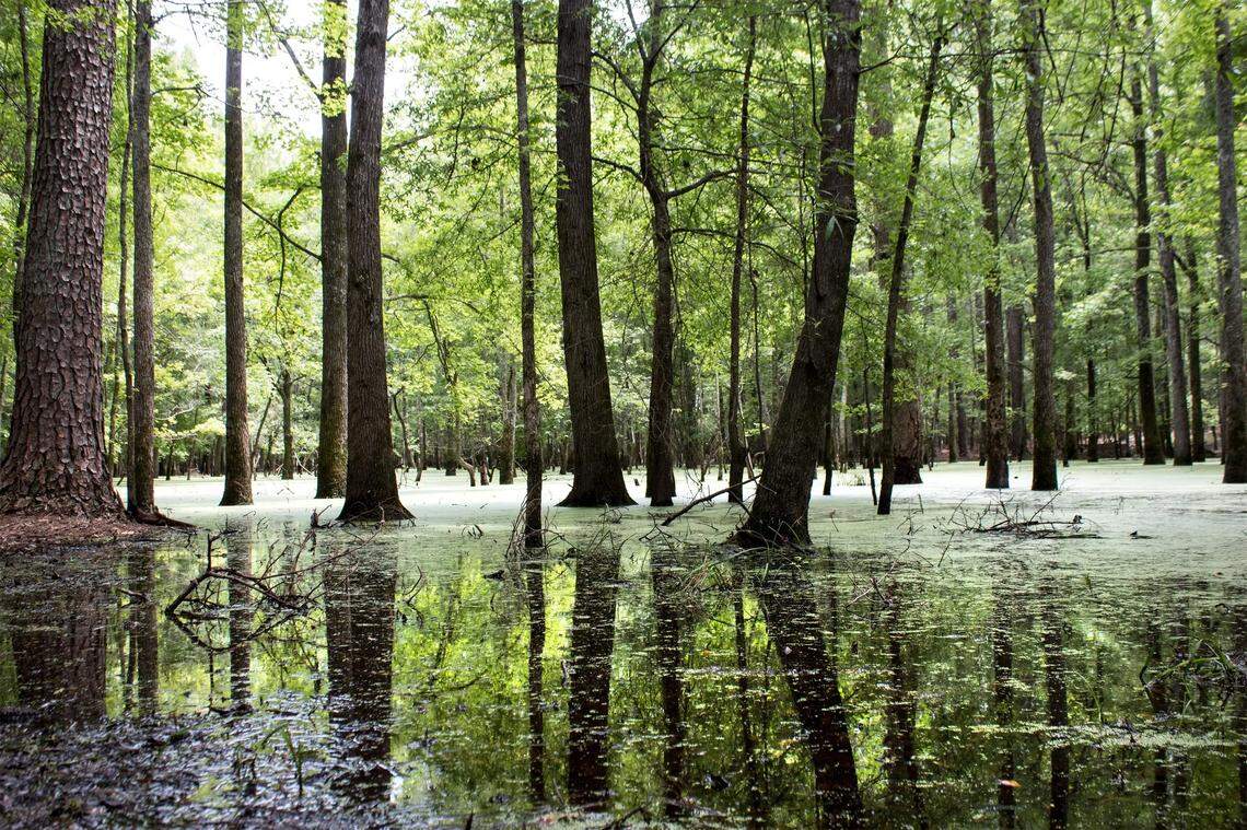 You can kayak through the trees at Lake Wateree State Park.