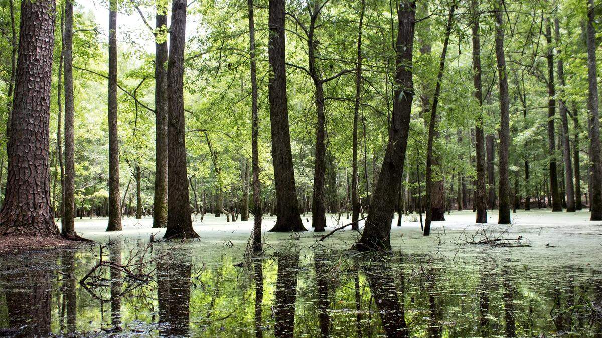 You can kayak through the trees at Lake Wateree State Park.