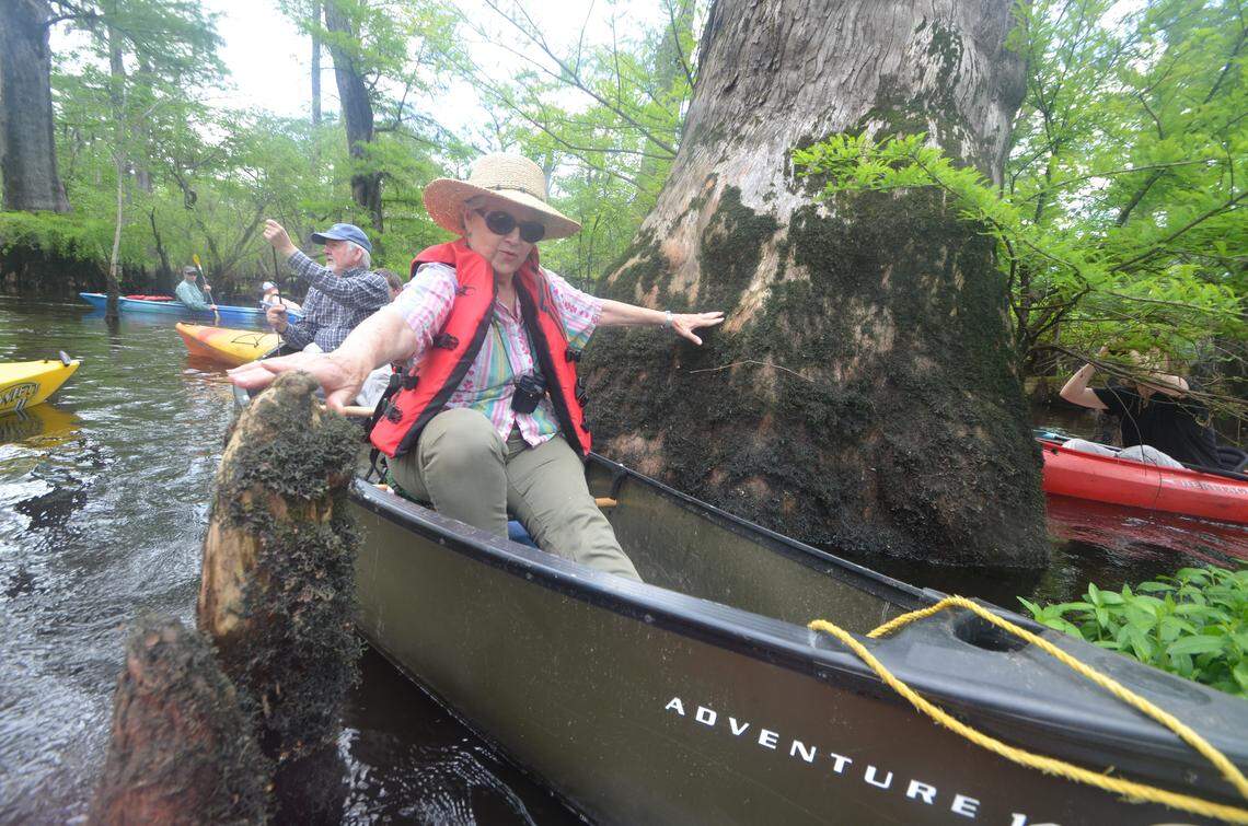 Recently discovered 2,624-year-old bald cypress tree looms beside Julie Moore, front, and Dr. David Stahle in Three Sisters Swamp on the Black River in southeastern North Carolina. Moore, former botanist for the N.C. Natural Heritage Program, and Stahle, who determined the age of the ancient tree, oldest for its species in the world, led a media tour Thursday into the N.C. Nature Conservancy-owned swamp.