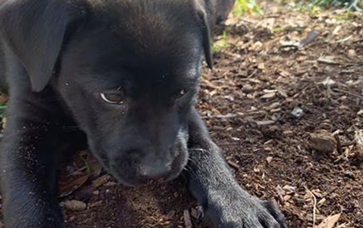 Foster puppy Toby enjoys a little dirt time while playing outside.