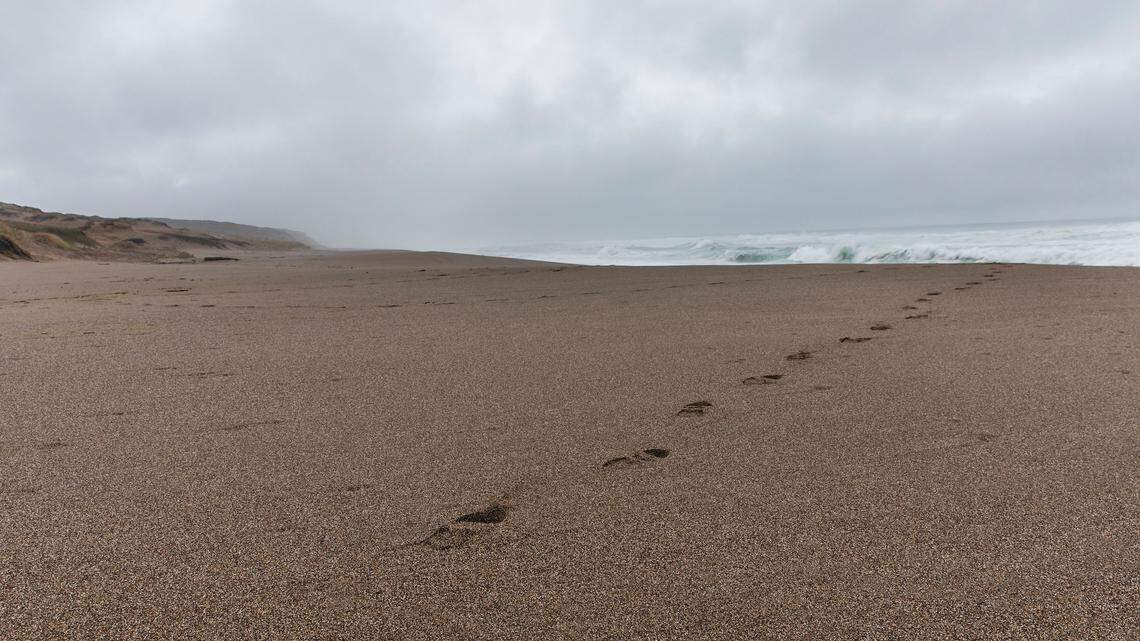 Remarkable Biology Behind the ‘Purple Mushroom’ From the Sea