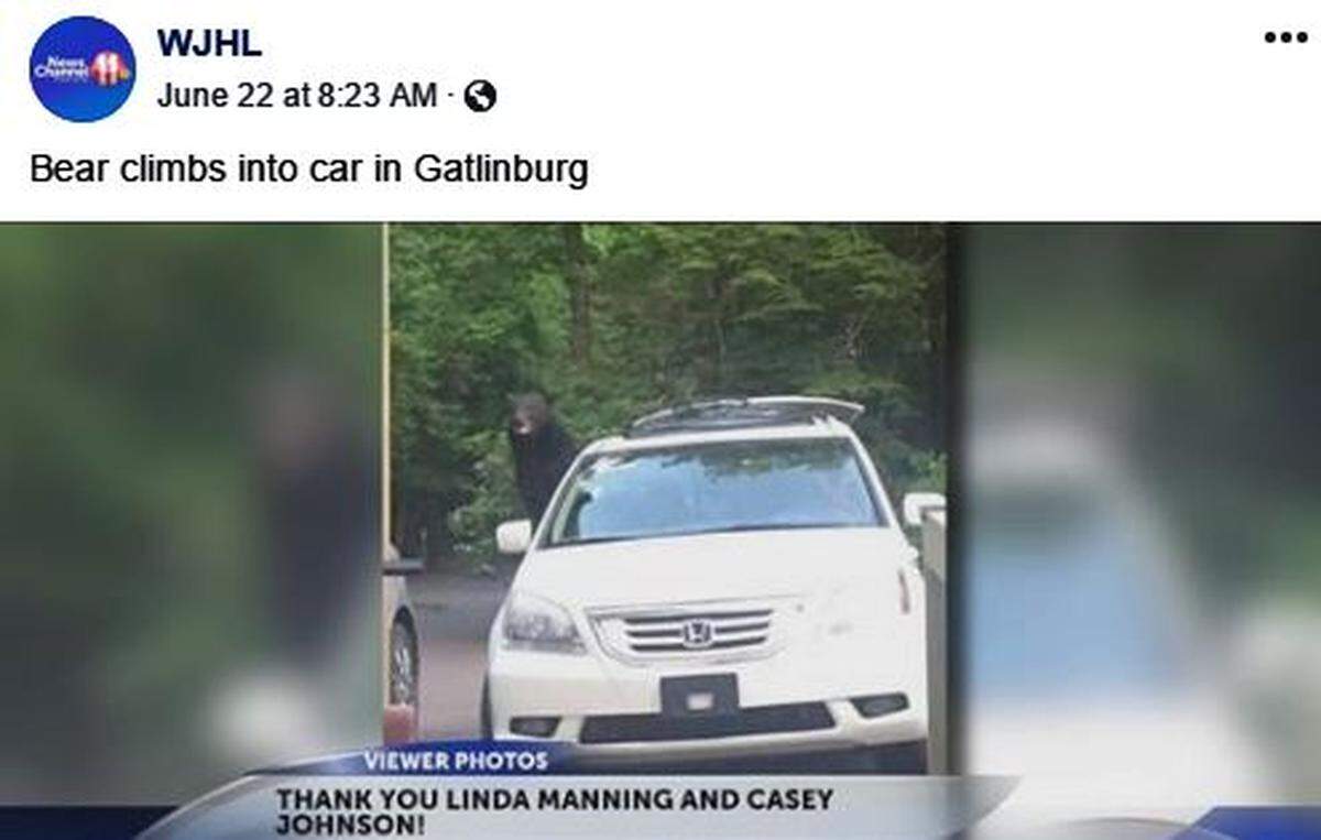 A bear made itself at home in Kasey Johnson's car in Gatlinburg, Tenn., earlier this month. Johnson left a window open and said on Facebook that the bear "gently moved the kids car seats around and ate all the old food then he was done."