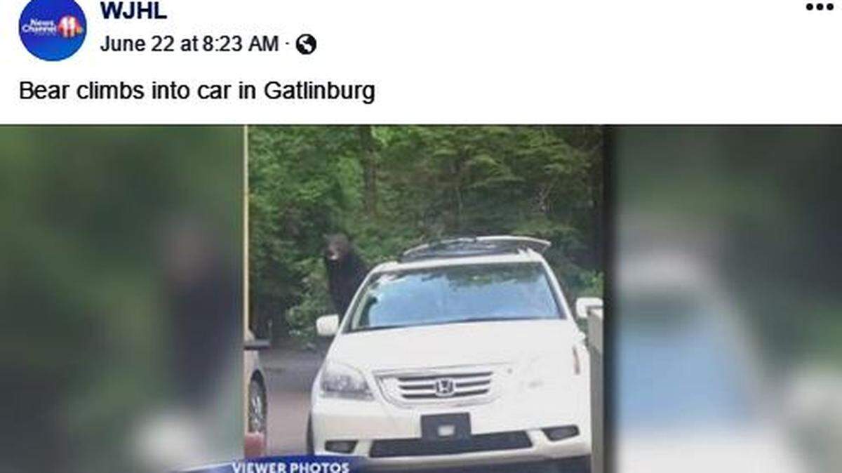 A bear made itself at home in Kasey Johnson's car in Gatlinburg, Tenn., earlier this month. Johnson left a window open and said on Facebook that the bear "gently moved the kids car seats around and ate all the old food then he was done."