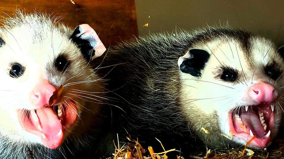 A North Carolina rescue group has a suggestion to reduce food waste this holiday season: donate to the animals. Skywatch Bird Rescue is taking bags of food scraps to help feed its opossums, crows, jays and seagulls.
