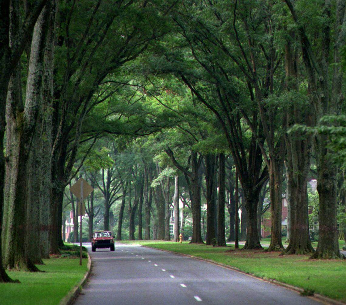 Charlotte is aiming to reduce loss of trees, especially in single-family neighborhoods. An updated development ordinance would require homeowners to get a permit before removing a tree.