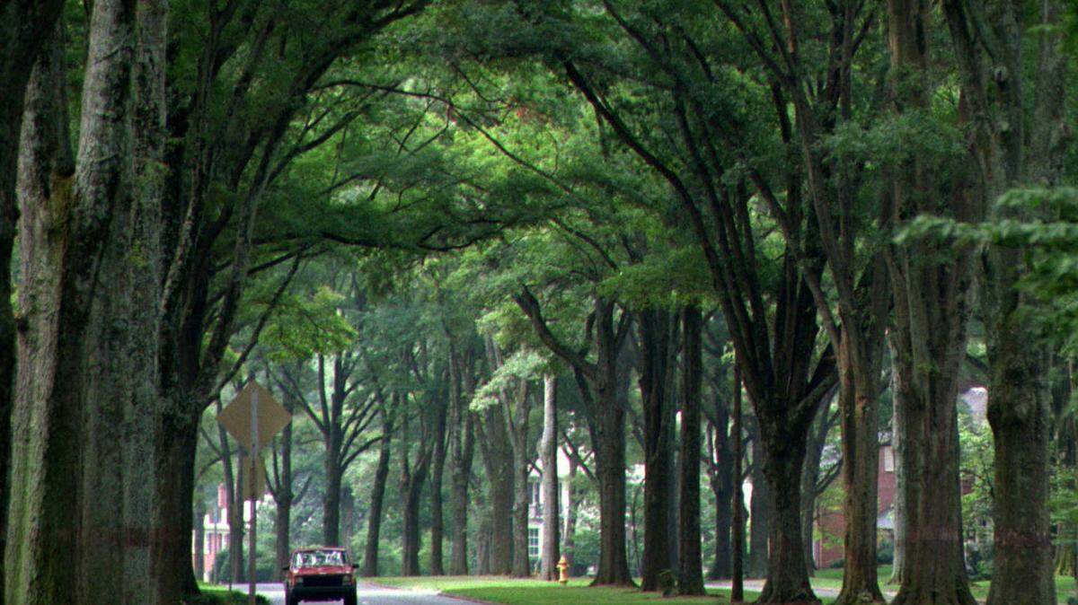 With its lush tree canopy, Queens Road West is considered one of Charlotte’s most beautiful streets.