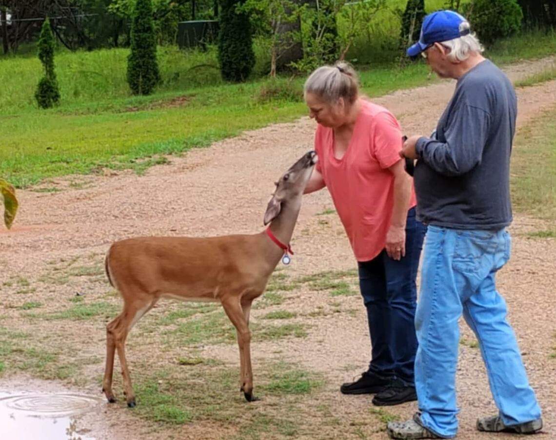 A medium, eye-level shot capturing a person in a pink shirt leaning down to gently touch the face of a young deer with a red collar. Another stands beside them, looking down, on a gravel driveway with a green lawn and small trees in the background.