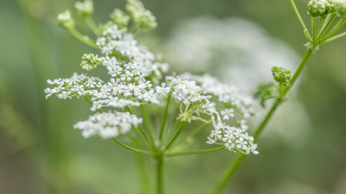 Poison hemlock, also known as conium maculatum.