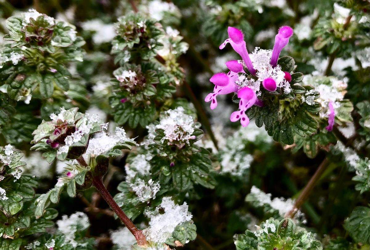 Snow begins to collect on a small flower and surrounding leaves on Wednesday, February 19, 2025.