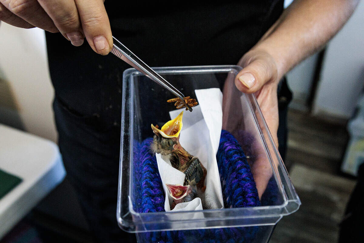 Baby bird season is at its peak at Carolina Waterfowl Rescue in Indian Trail, N.C., where hundreds of birds chirp for food on Monday, June 30, 2026. The birds will stay at the rescue for six weeks.