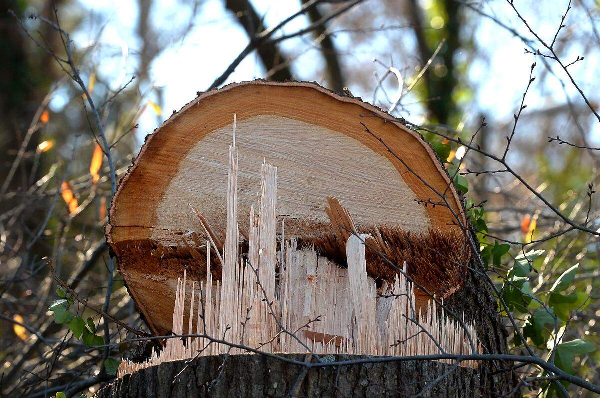 The splintered wood of a cut tree stands along the roadway of Shade Valley Road. Development has led to large losses in Charlotte’s tree canopy over the past decade. But significant losses have also occurred in single-family neighborhoods.