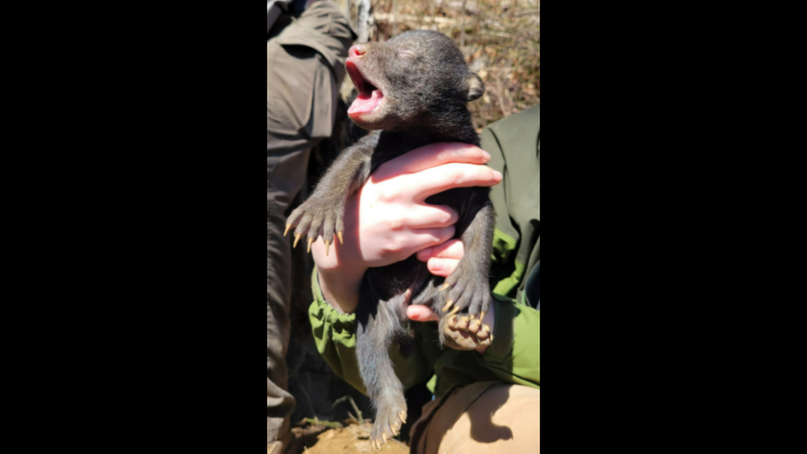 This orphaned bear cub was left outside another bear’s den of Tennessee to see what would happen.