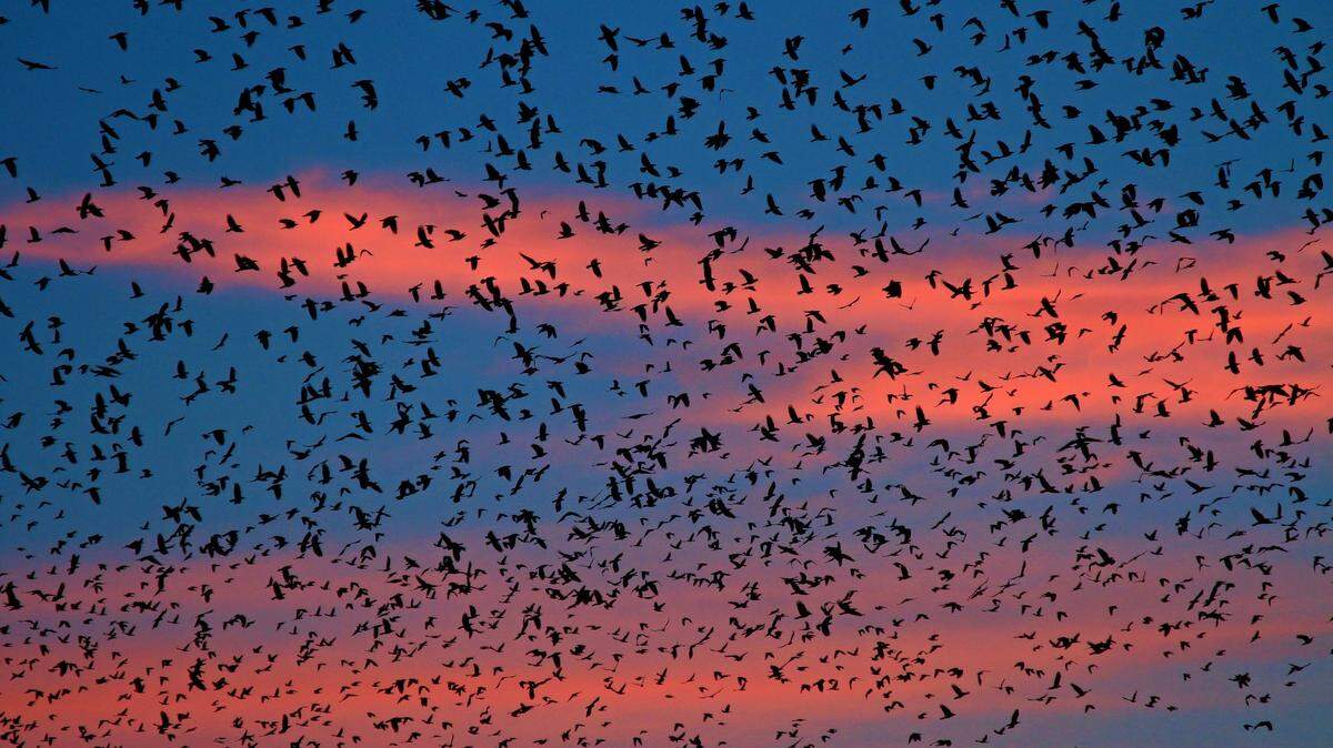 Crows Destroyed Rapunzels Hair Disney Science Explains Why
