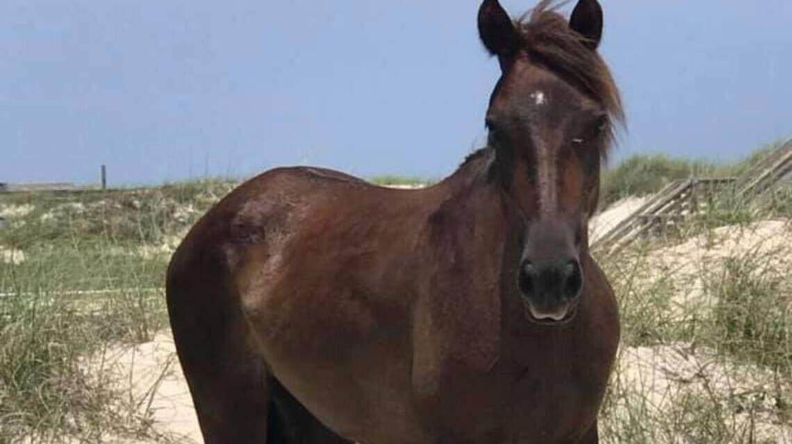 Thousands of dollars roll in for Outer Banks horse that refused to budge for 24 hours