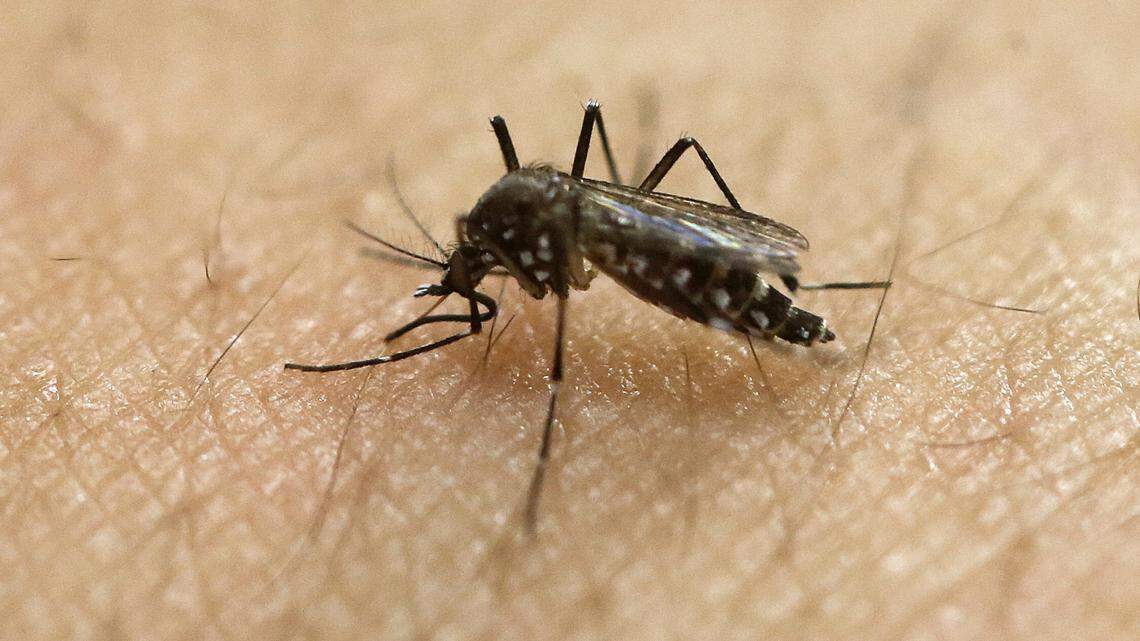 Fourth South Carolina city hit by West Nile virus. Here’s how to keep yourself safer