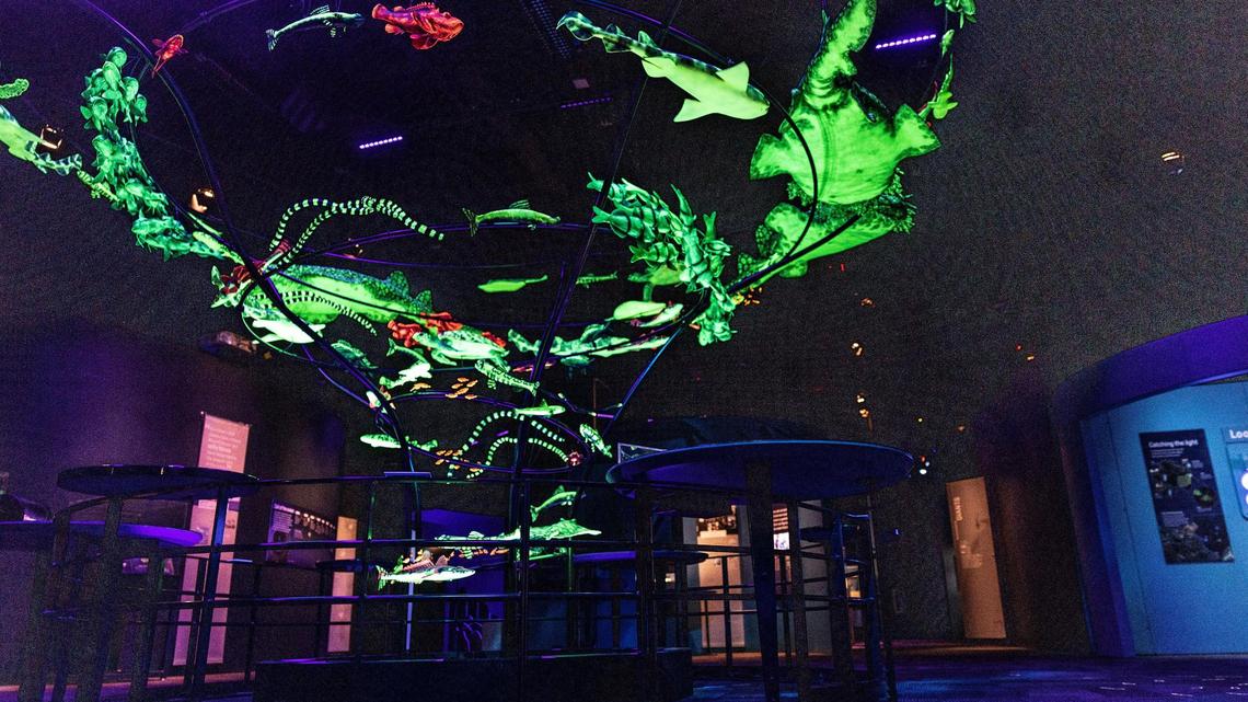 The new “Unseen Oceans” exhibit at Discovery Place Science in Charlotte showcases a range of marine environments and the scientists who are developing new methods of exploring oceans.