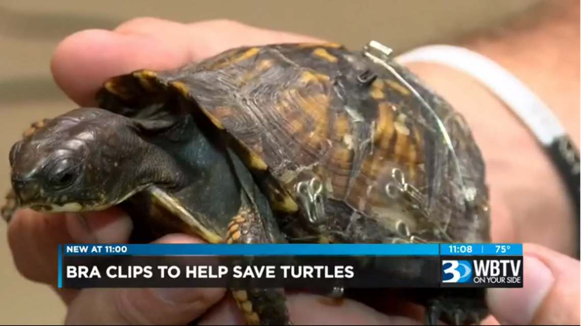 Old bras are desperately needed to save lives at NC animal rescue group. Here’s why