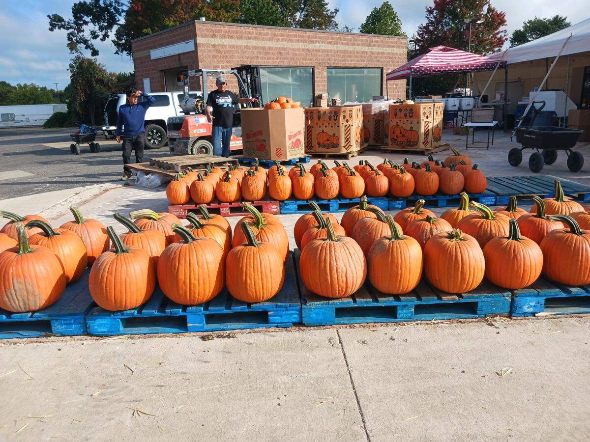 Pumpkins await visitors at the new temporary location of Josh’s Farmers Market on River Highway in Mooresville NC on Friday, Sept. 29, 2023.