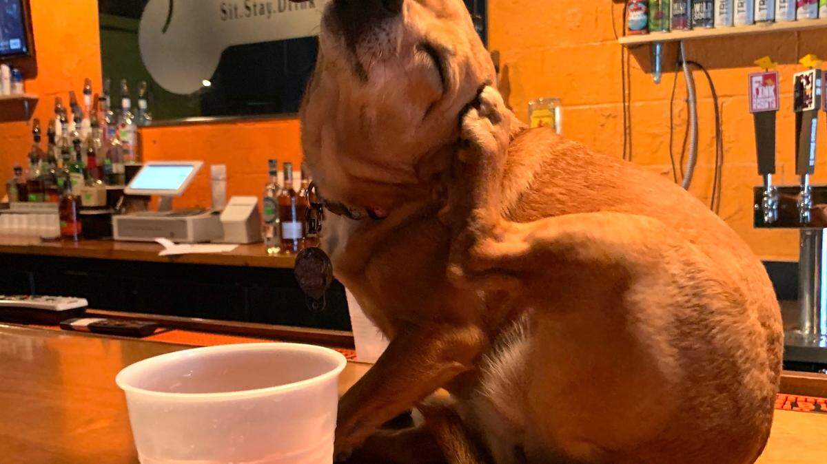 The Dog Bar in NoDa, shown in this file photo, has been closed for 100 days since the beginning of the COVID-19 pandemic. With no hope for reopening soon, The Dog Bar is now asking customers for their support.